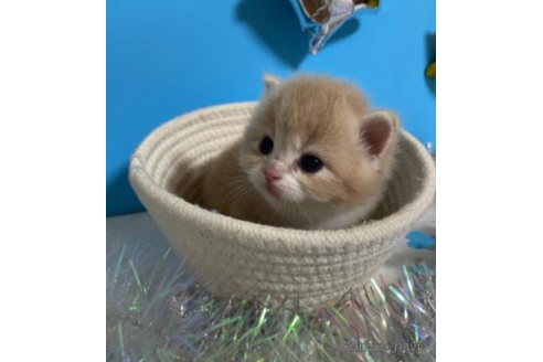 成約済の大阪府のスコティッシュフォールド-68343の3枚目